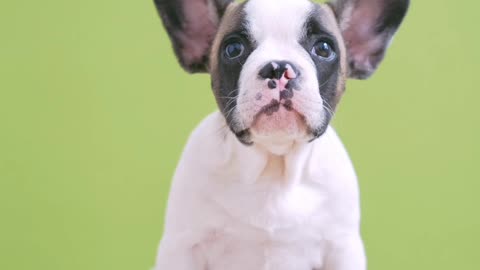 Very funny dog video