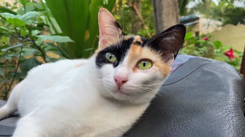 4K Vdeo : Beautiful Cute Cat Slow motion🐈🐈