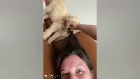 😂 Funniest Animals Video - Funny Dogs 🐶 And Cats 🐱 - Try Not To Laugh Animals 2022 #4