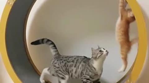 So much funny 🤣 the cat 🐈 scrolling down and around the 🤣🤣🤣🤣🤣