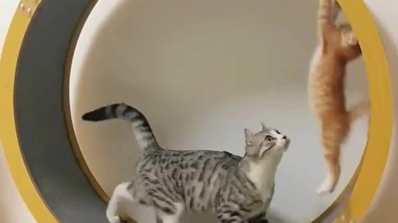 So much funny 🤣 the cat 🐈 scrolling down and around the 🤣🤣🤣🤣🤣