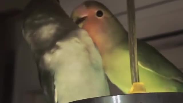 2parrots eat and cuddle each other