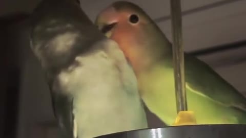 2parrots eat and cuddle each other