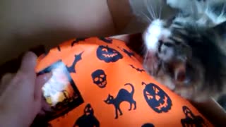 October pet gift box part 1