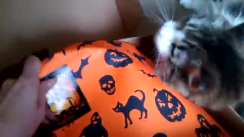October pet gift box part 1