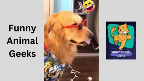 The funniest animal videos may be found at Funny Animal Geeks in 2023.
