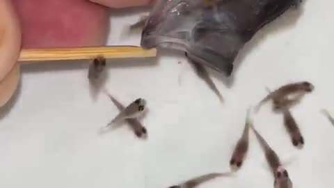 📹 #cichlid #fish #fishbirth 😍🐬👍🙏
