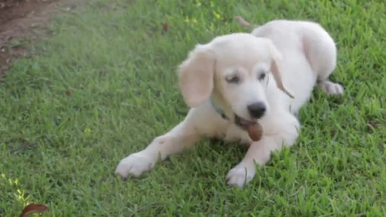 "Furry Friends Unleashed: Heartwarming Moments and Playful Antics!"