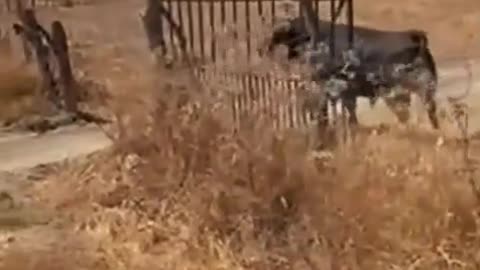 These people had a terrifying experience-Raging bull headbutts truck full of people