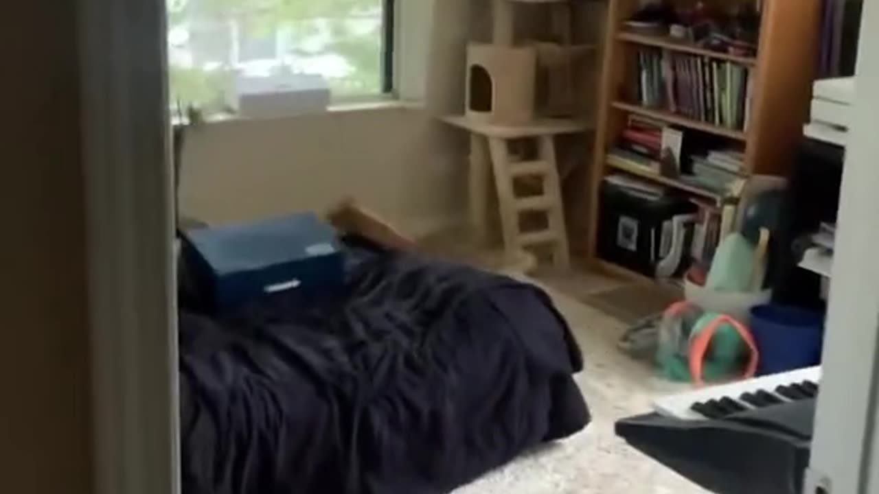 Cute funny animals