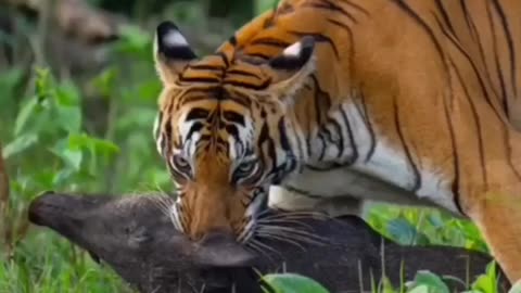 Wildlife is in closer view with a natural perspective.