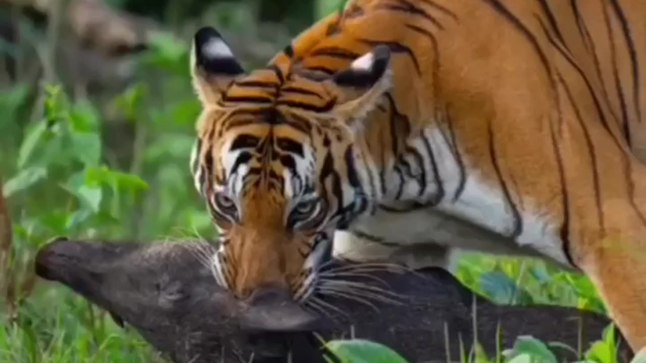 Wildlife is in closer view with a natural perspective.