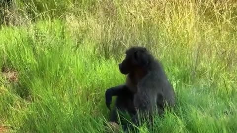 A tiger's revenge on monkeys who stole his young and killed him