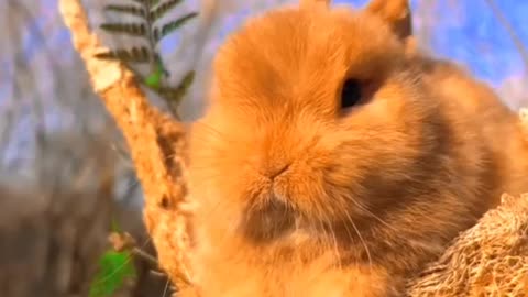 Rabbit Eating