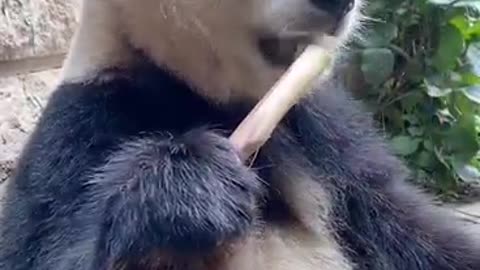 Cute panda is eating bamboo, bamboo is so delicious