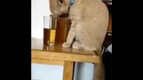 Funny animals vedios