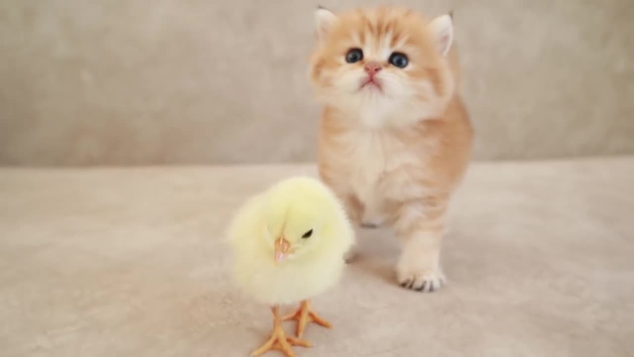 Fluffy orange meets with the yolk 🐥