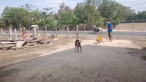 Fake Tiger Pranking Dog
