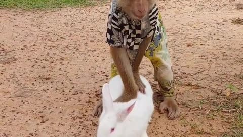 Smart monkey