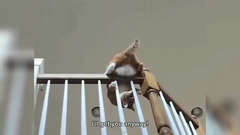 Funny animal video