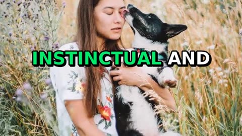 Why do dogs lick you??