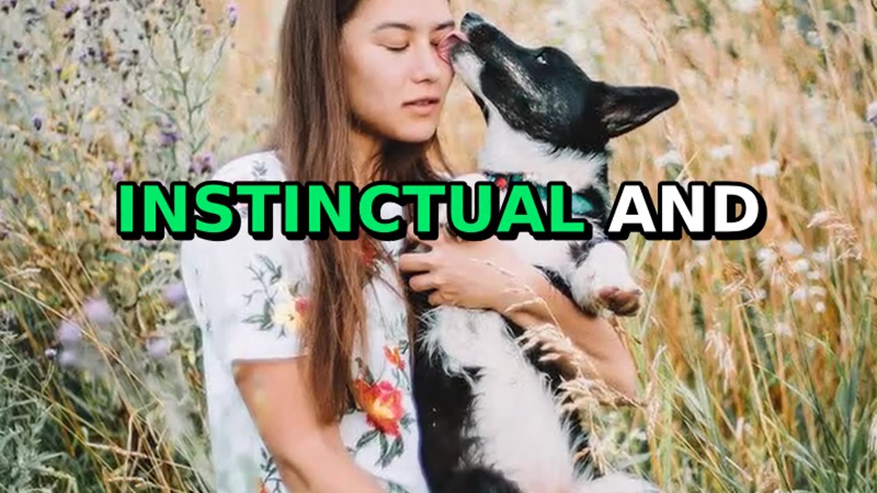 Why do dogs lick you??
