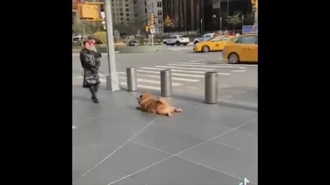 Funny Animals Videos