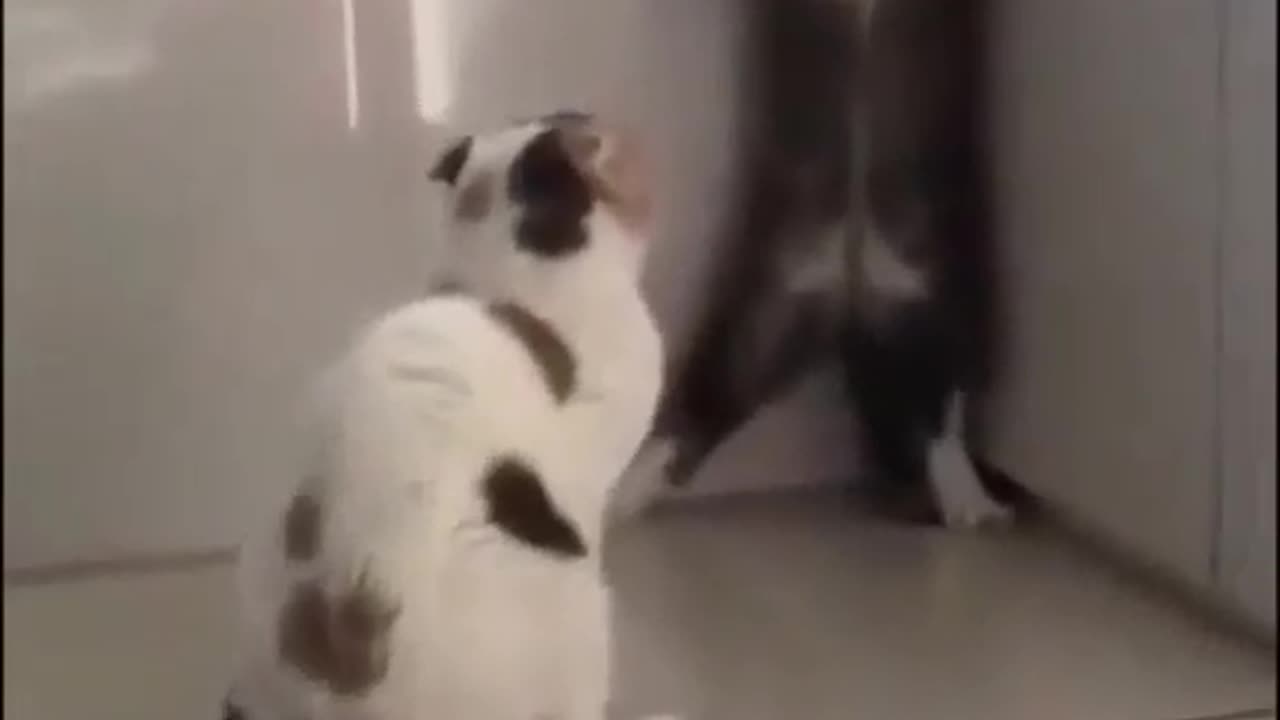 Funny video 2023