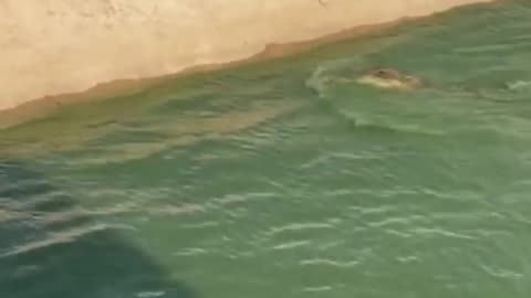 Amazing Animals Antics Video 2023