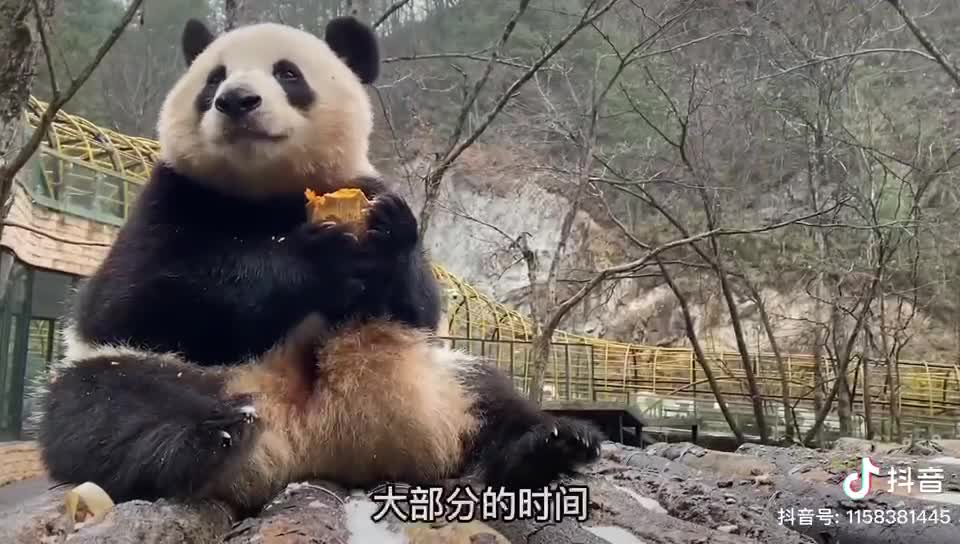 The cute panda