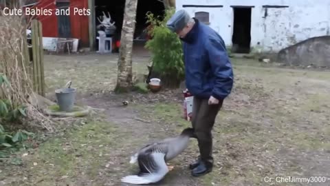 Funny ANIMALS video (15)
