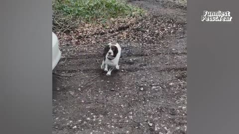 Funny Pet Compilation