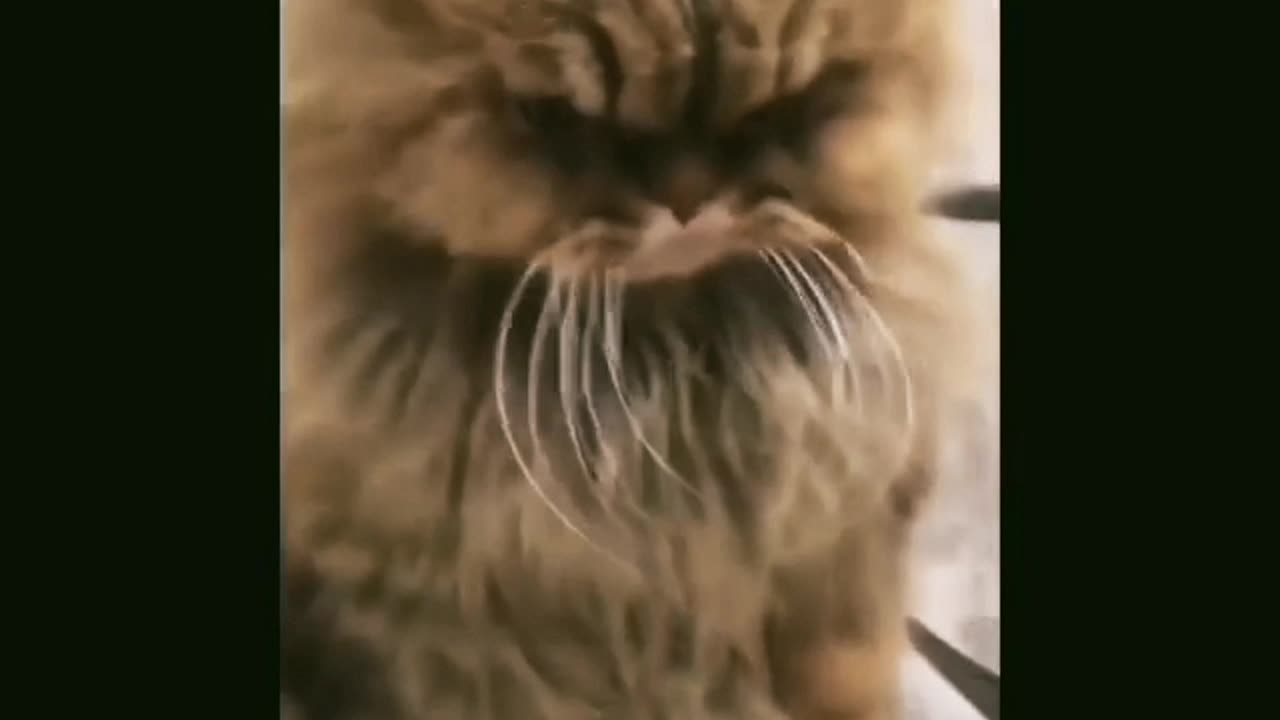 Funny videos 🤣🤣🤣