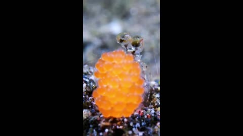 Beautiful fish in the underwater world