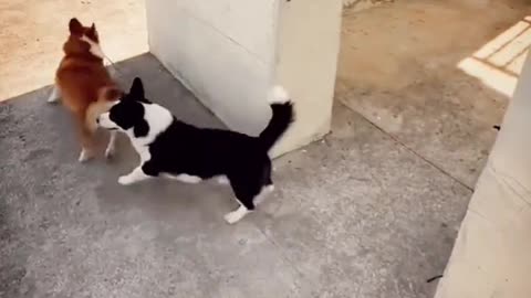 Cute dog And Playing Moments Compilation 2023, 2024 | Cute Dog Funny Video | Cute Animals