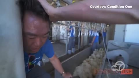 Liberals Attempt To Forcefully Shut Down Chicken Plant