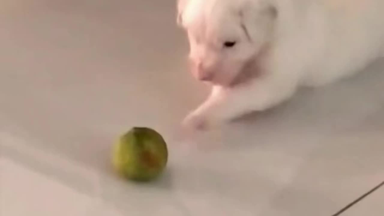 Cute cat 🐱🐱