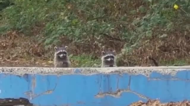 The Funny Raccoon