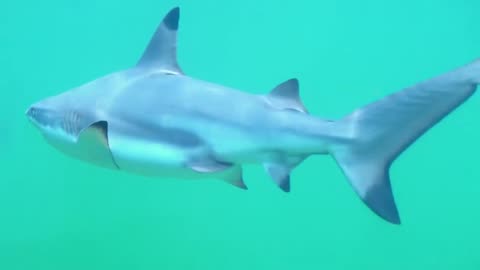 Great White Shark | Aquatic | No Copyright Video