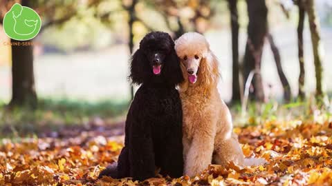 Las mejores 5 RAZAS de perros para VIVIR en un APARTAMENTO.