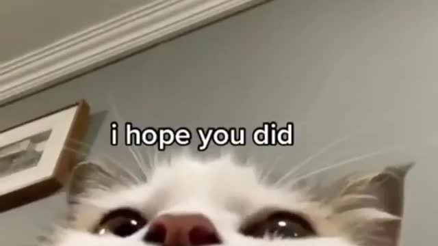 sweet and funniest cats for you