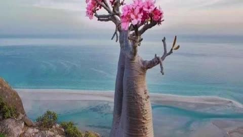 SOCOTRA ISLAND