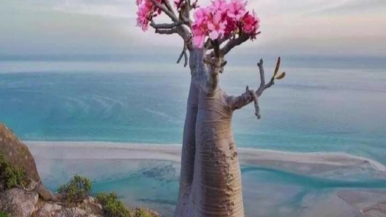 SOCOTRA ISLAND
