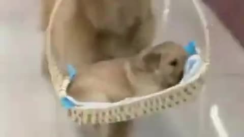 My dogs amazing brains