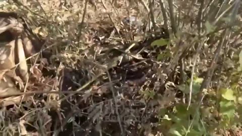 🔥 Ukraine Russia War | 3rd Assault Brigade (ex-Azov) Confronts Kadyroviets near Andriivka | RCF