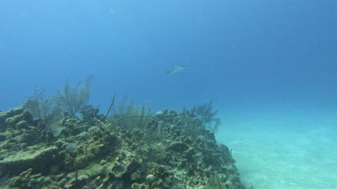 Eagle ray