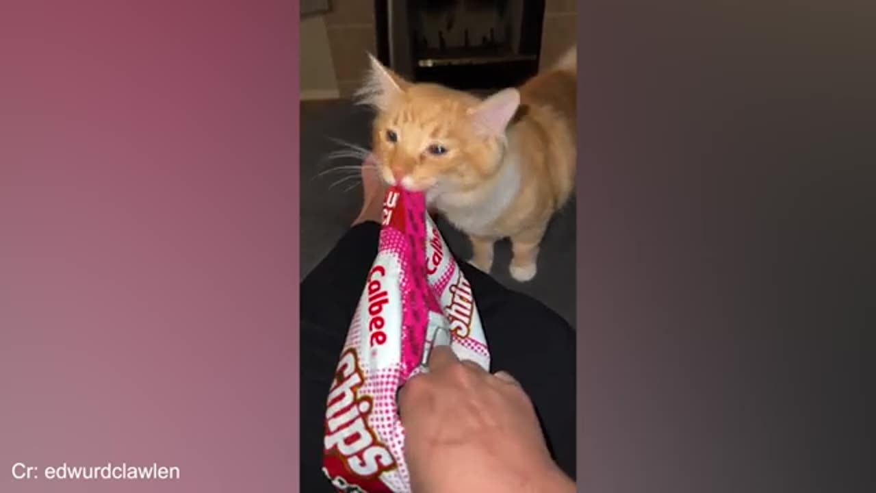 Funniest Animal Moments 2024: Cats & Dogs That Will Make You Laugh! 😂🐾