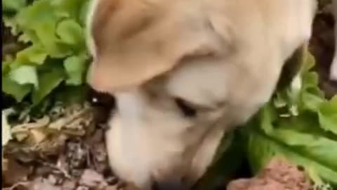 Dog Reviews Food With Brother | Tucker Taste Test
