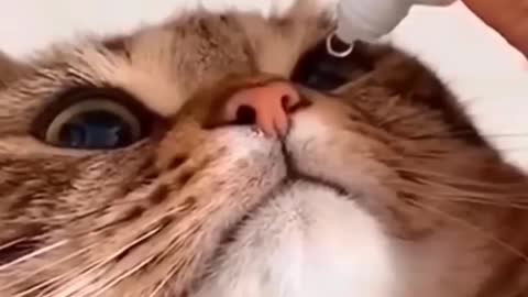 Funny video of cat 😹😹