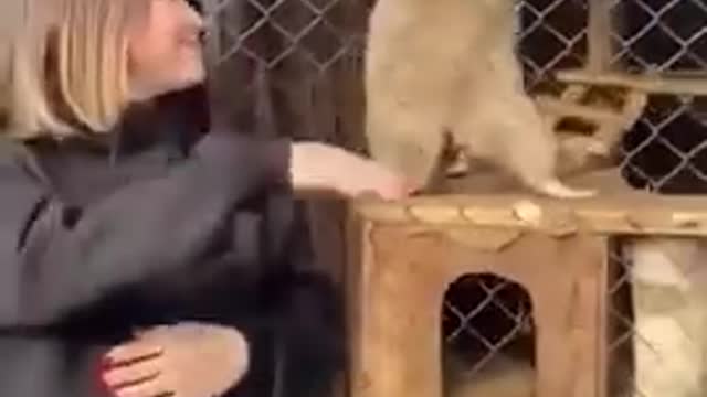 Baby Smart Cute Funny Animals doing clever tricks funny animals go #shorts
